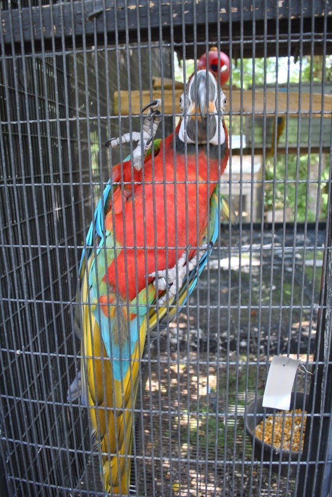 macaw