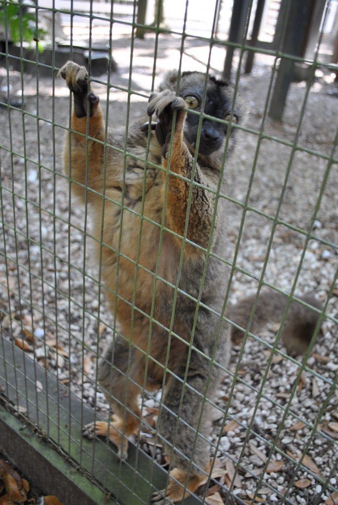 lemur