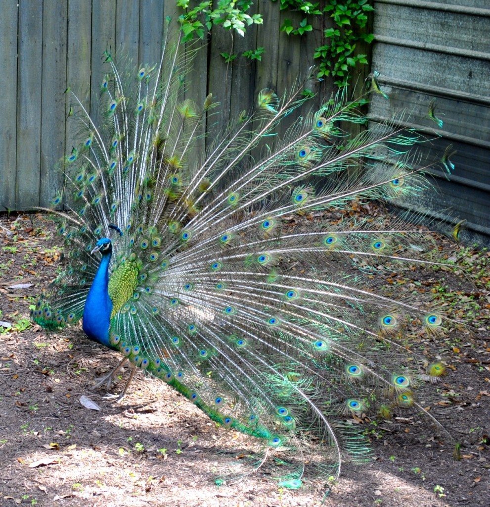 peacock